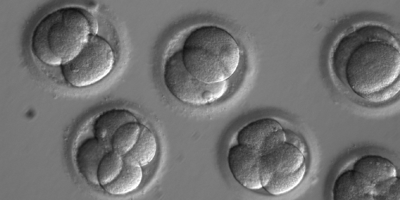 Embrioni umani visti al microscopio in un laboratorio dell'Oregon Health & Science University (Oregon Health & Science University via AP)
