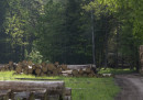 La Polonia continuerà a tagliare alberi nella foresta di Bialowieza, violando gli ordini della Corte di giustizia europea