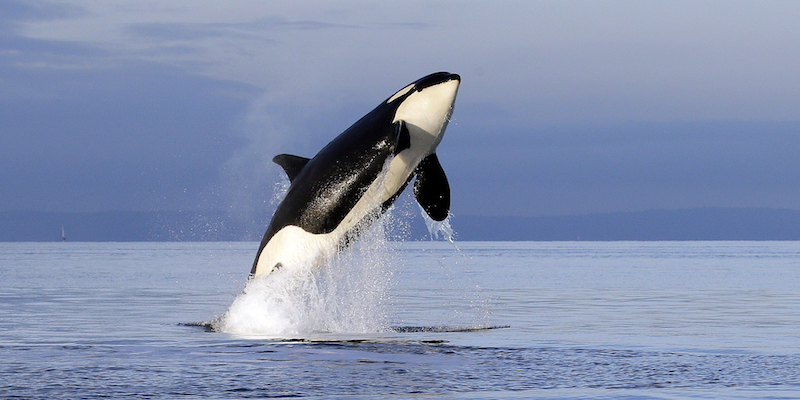 Una femmina di orca nello stretto di Puget, a ovest di Seattle, negli Stati Uniti, il 18 gennaio 2014 (AP Photo/Elaine Thompson)