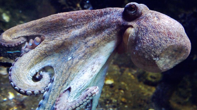 Un polpo nell'acquario di Le Croisic, in Francia, il 6 dicembre 2016 (LOIC VENANCE/AFP/Getty Images)