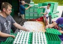 Il caso delle uova contaminate in Europa