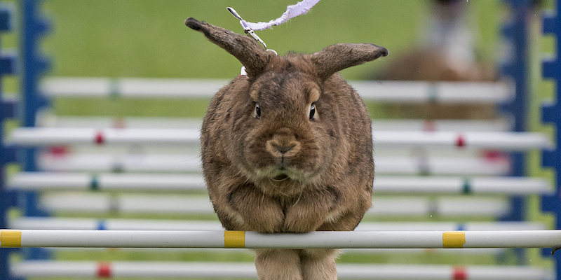 Un coniglio salta un ostacolo durante il giro di riscaldamento prima dell'inizio della gara Kaninhop, dove i conigli partecipanti vengono tenuti al guinzaglio e condotti attraverso un percorso, a Weissenbrunn vorm Wald, in Germania
(AP Photo/Jens Meyer)