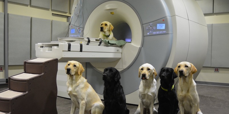 Un gruppo di cani da assistenza che sono stati sottoposti a risonanza magnetica funzionale dal neuroscienziato Gregory Berns e dai suoi collaboratori (Twitter/Gregory Berns)