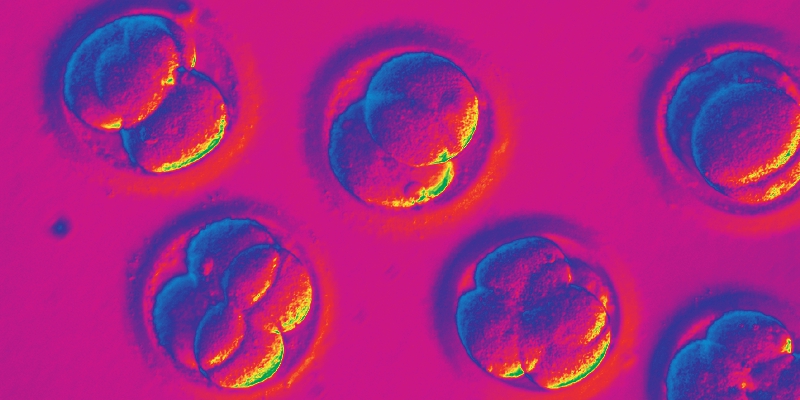  Embrioni umani visti al microscopio in un laboratorio dell'Oregon Health & Science University (Oregon Health & Science University via AP)