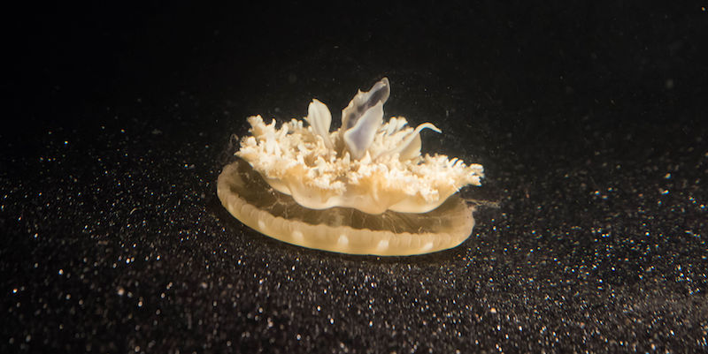 Una medusa del tipo Cassiopea
(Caltech/PA Wire)