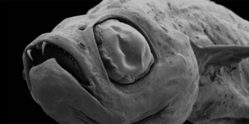 Cosa succede quando due musei si sfidano su Twitter