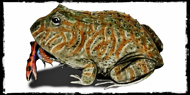 Un disegno che mostra quale doveva essere l'aspetto della rana diavolo, che era lunga fino a 40 centimetri circa e pesava fino a 4,5 chili (Nobu Tamura/Wikimedia Commons)