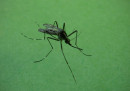 Che cos’è la chikungunya