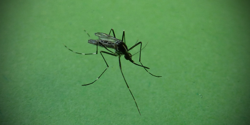 Un esemplare di zanzara tigre (Aedes albopictus) - (ANSA)