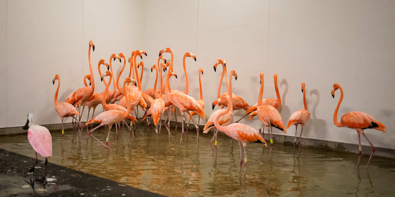 Fenicotteri dello zoo di Miami messi al riparo prima dell'arrivo dell'uragano Irma, il 9 settembre 
(REUTERS/Adrees Latif)