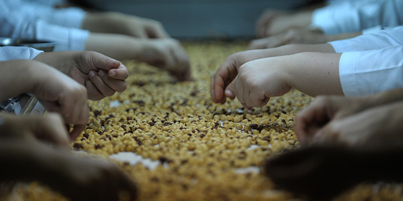 Lavorazione delle nocciole (OZAN KOSE/AFP/Getty Images)