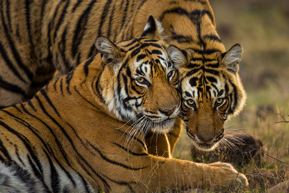 Due tigri del Bengala nel parco nazionale indiano di Ranthambhore. A causa del bracconaggio, sono rimasti meno di 4000 esemplari in libertà
(© Sudhir Shivaram/Photographers against wildlife crime™)