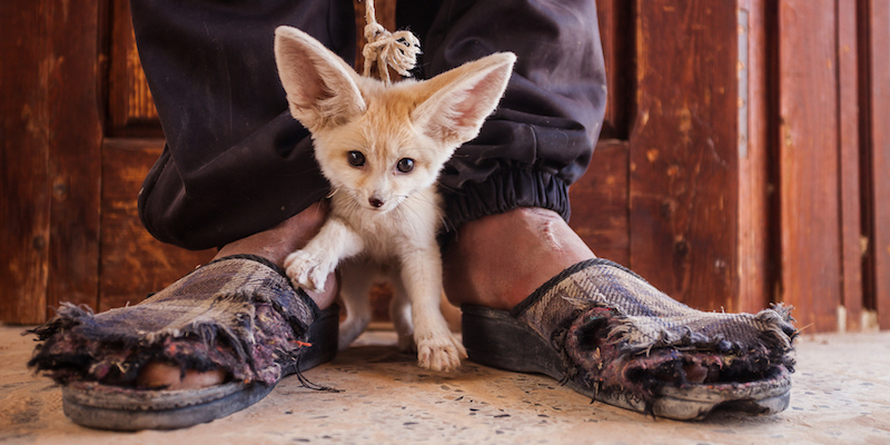 Un cucciolo di fennec catturato per essere venduto in un mercato nel sud della Tunisia 
(© Bruno D’Amicis/Photographers against wildlife crime™)