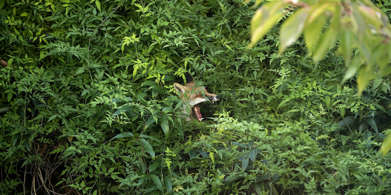 Una volpe sbadiglia in mezzo alle piante di un giardino di Londra
(AP Photo/Matt Dunham)