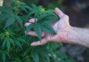 La Camera ha approvato un disegno di legge sulla coltivazione e l'uso medico della cannabis, che ora passa all'esame del Senato