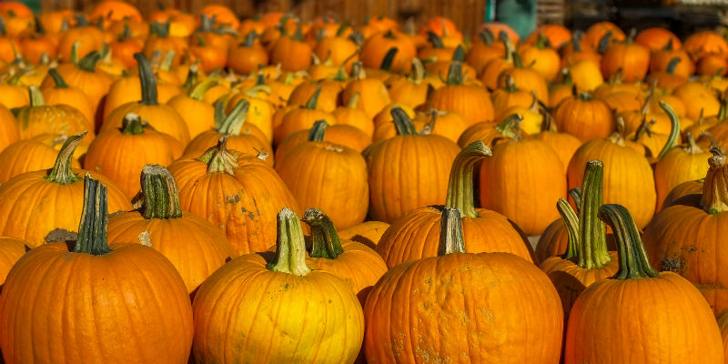 Zucche in attesa di essere vendute per Halloween in un mercato di Woodland Hills, in California (JOE KLAMAR/AFP/Getty Images)