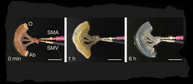 Test di funzionalità dell'intestino prodotto in laboratorio (Nature Communications)