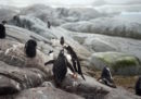 Migliaia di pulcini di pinguino sono stati trovati morti su un'isola in Antartide