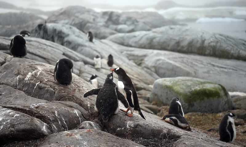 Una colonia di pinguini in Antartide, nel 2016 
(EITAN ABRAMOVICH/AFP/Getty Images)