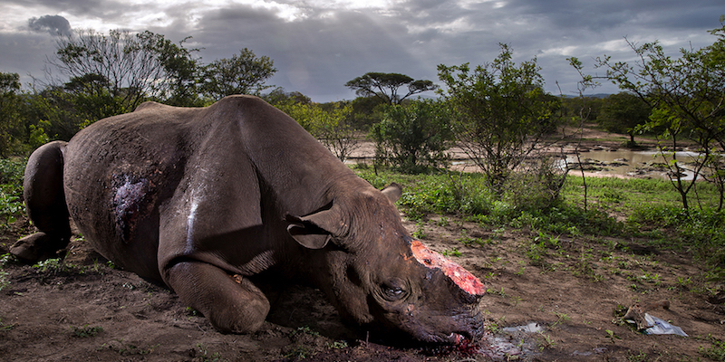 Funerale di una specie - 
Vincitore Wildlife Photographer of the Year 2017
©Brent Stirton - Wildlife Photographer of the Year