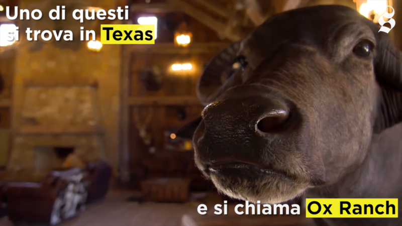 Come funzionano i ranch dove si cacciano animali in via d’estinzione