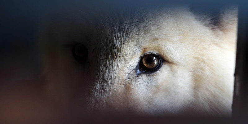 L'oochio di un lupo artico, da poco ospite del parco naturale di Harbin, in Cina 
(Xinhua/Wang Jianwei/LaPresse)