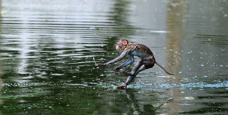 Una scimmia si tuffa in uno stagno ad Allahabad in India. A maggio le temperature nelle città a nord dell'India hanno superato i 45 gradi
(SANJAY KANOJIA/AFP/Getty Images)