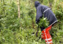 I Paesi Bassi proveranno a legalizzare la coltivazione della marijuana