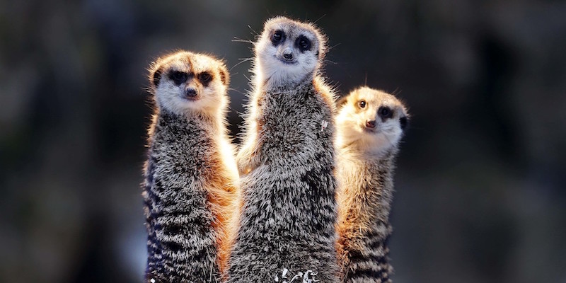 Suricati sotto a una lampada riscaldante, nello zoo di Kronberg, in Germania
(AP Photo/Michael Probst)