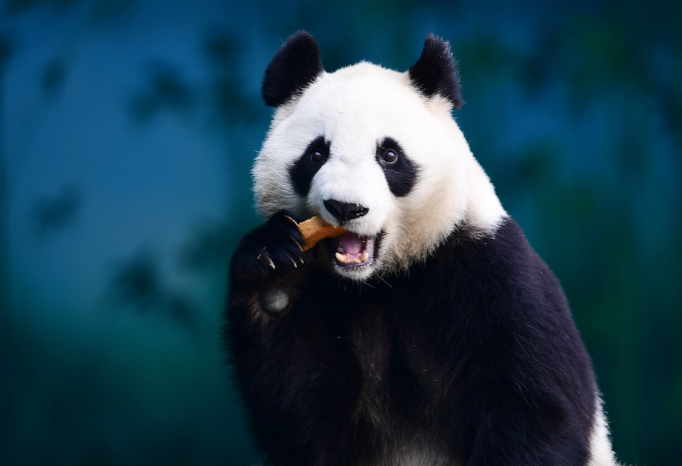 Un panda fotografato mentre mangia nello zoo di Shenyang, in Cina
(AFP/Getty Images)