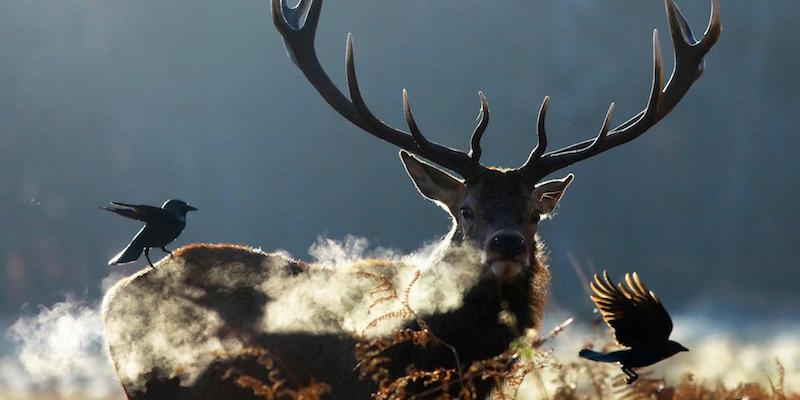 Due uccelli e un cervo fotografati nel Richmond Park di Londra
(EPA/NEIL HALL/ANSA)