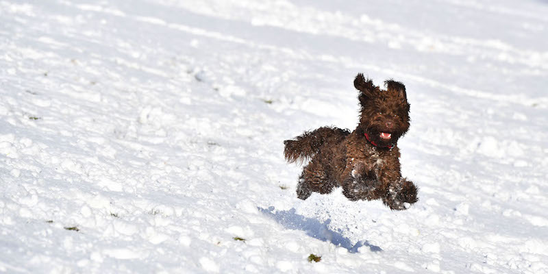 Un cane corre su un prato coperto di neve a Belfast, in Irlanda del Nord
(Charles McQuillan/Getty Images)