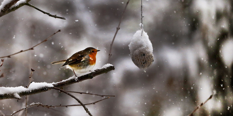 Un pettirosso su un ramo osserva una pallina di mangime per uccelli durante una nevicata a Francoforte
(AP Photo/Michael Probst)