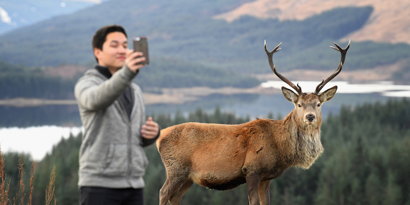 Un uomo si fa un selfie con un cervo nobile nella zona di Glencoe, in Scozia
(Jeff J Mitchell/Getty Images)