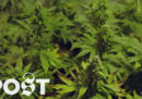 Nei Paesi Bassi vogliono legalizzare la coltivazione di marijuana