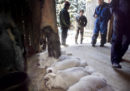 La Norvegia ha vietato l'allevamento di animali da pelliccia