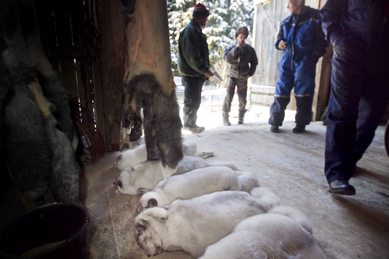 Un allevamento di animali da pellicce a Gjovik, circa 100 chilometri da Oslo, nel 2010
(HEIKO JUNGE/AFP/Getty Images)