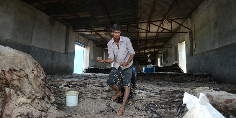 Un lavoratore indiano sparge il sale sulle pelli degli animali, Wadhvan, agosto 2016
(SAM PANTHAKY/AFP/Getty Images)