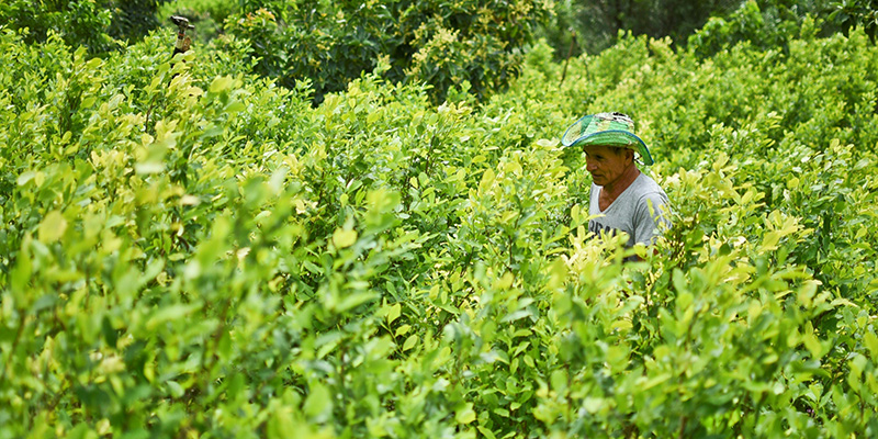 un coltivatore di coca nel suo campo, Colombia, 15 gennaio 2017
(LUIS ROBAYO/AFP/Getty Images)