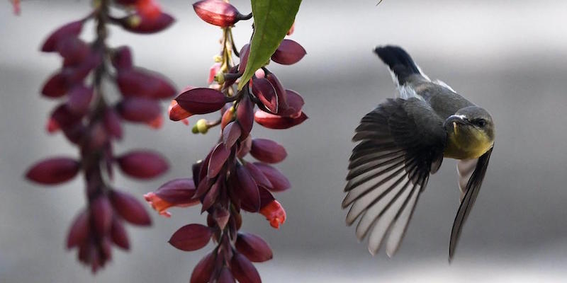 Una femmina di colibrì in volo accanto a dei fiori a Guwahati, in India
(EPA/STR/ANSA)