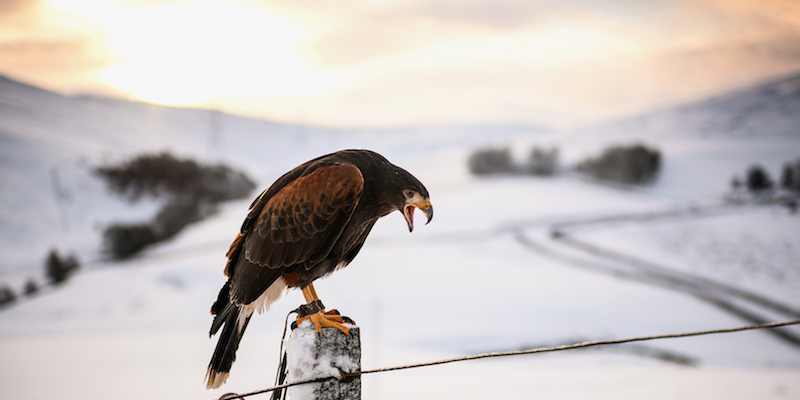 Una poiana di Harris legata a una staccionata a Leadhills, in Scozia
(Jeff J Mitchell/Getty Images)