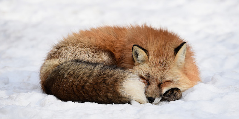 Una volpe dorme nella neve dentro la riserva per volpi di Shiroishi, in Giappone
(Matt Roberts/Getty Images)