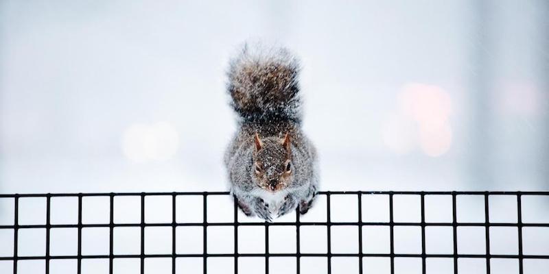 Uno scoiattolo nel paesaggio innevato di Battery Bark, New York
(EPA/ALBA VIGARAY/ANSA)