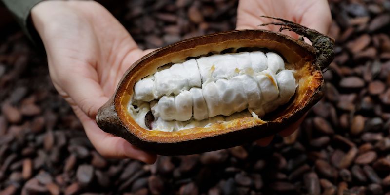 Mars vuole modificare geneticamente il cacao