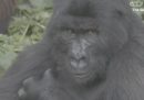 Negli Stati Uniti si è parlato per un giorno di un “canale dei gorilla” che non esiste