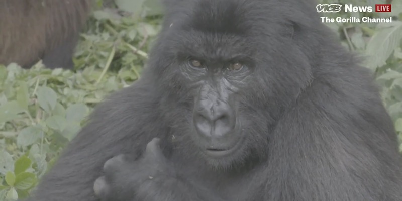 Uno screenshot dal finto canale dei gorilla creato da Vice News (Vice
 News)