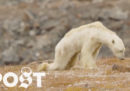 Forse alla fine non è stato il cambiamento climatico a uccidere quest'orso polare