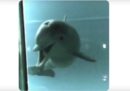 I delfini imparano a riconoscersi allo specchio prima dei bambini