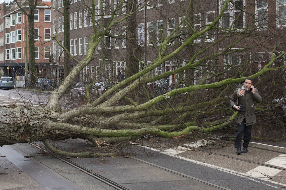 Un albero caduto a causa del forte vento ad Amsterdam, nei Paesi Bassi (AP Photo/Peter Dejong)