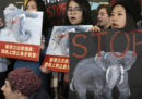 Hong Kong ha approvato una legge che bloccherà del tutto il commercio di avorio entro il 2021